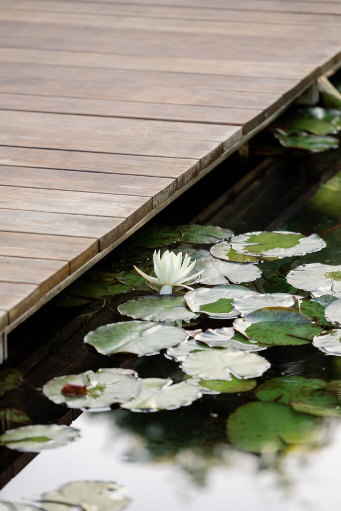 Close up of the lily pond and walking path at El Encanto.